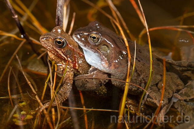 R13302 Grasfrosch, Common frog, Amplexus, Paarung, Mating - Christoph Robiller