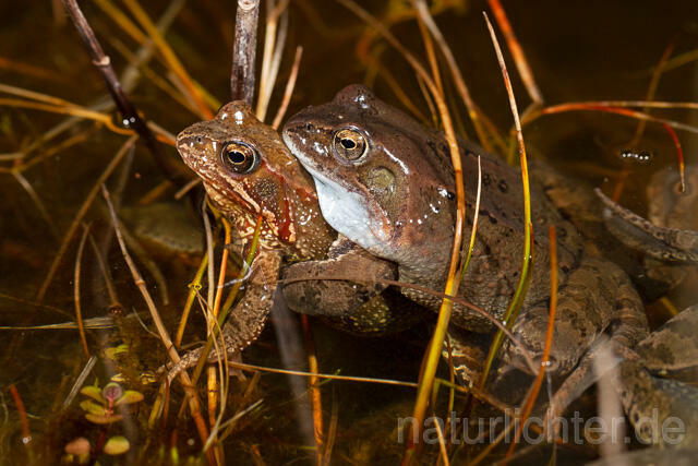 R13303 Grasfrosch, Common frog, Amplexus, Paarung, Mating - Christoph Robiller