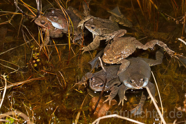 R13304 Grasfrosch, Common frog, Erdkröte, Common Toad, Balz, Mating - C.Robiller/Naturlichter.de