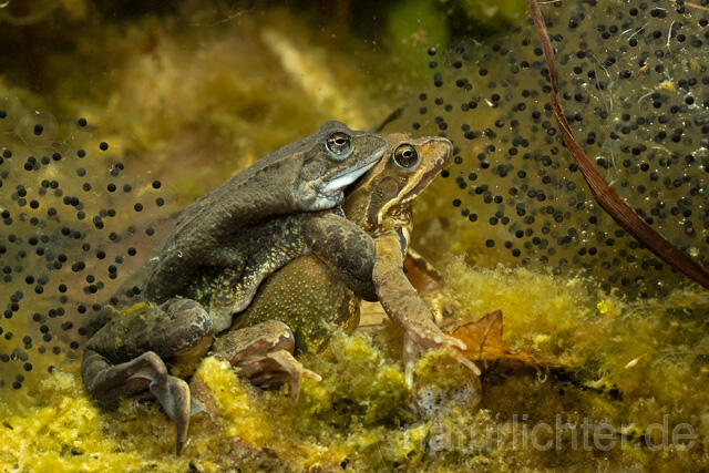 R13305 Grasfrosch, Common frog, Amplexus, Paarung, Mating, Laich, Unterwasseraufnahme - Christoph Robiller