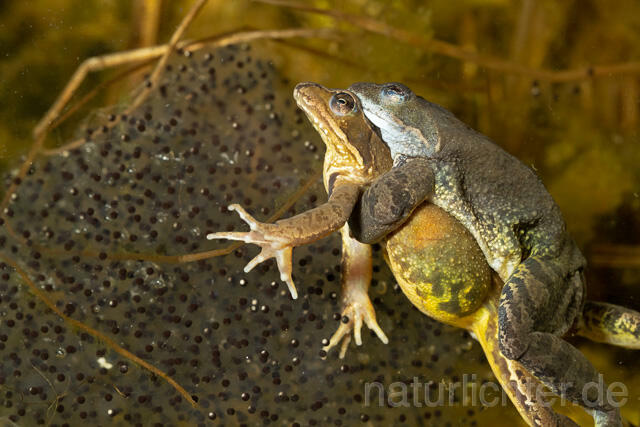 R13308 Grasfrosch, Common frog, Amplexus, Paarung, Mating, Laich, Unterwasseraufnahme - Christoph Robiller
