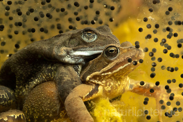 R13309 Grasfrosch, Common frog, Amplexus, Paarung, Mating, Laich, Unterwasseraufnahme - C.Robiller/Naturlichter.de