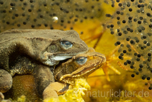 R13310 Grasfrosch, Common frog, Amplexus, Paarung, Mating, Laich, Unterwasseraufnahme - C.Robiller/Naturlichter.de
