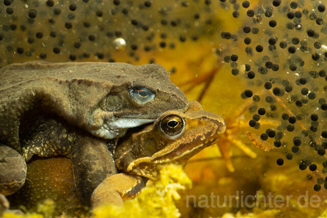 R13311 Grasfrosch, Common frog, Amplexus, Paarung, Mating, Laich, Unterwasseraufnahme - Christoph Robiller