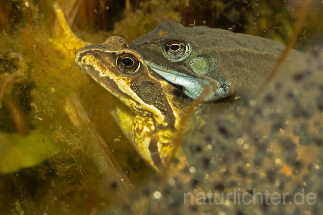 R13312 Grasfrosch, Common frog, Amplexus, Paarung, Mating, Laich, Unterwasseraufnahme - C.Robiller/Naturlichter.de