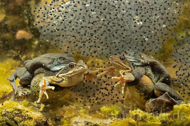 R13313 Grasfrosch, Common frog, Amplexus, Paarung, Mating, Laich, Unterwasseraufnahme - Christoph Robiller