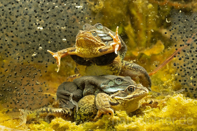 R13314 Grasfrosch, Common frog, Amplexus, Paarung, Mating, Laich, Unterwasseraufnahme - Christoph Robiller