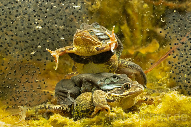 R13314 Grasfrosch, Common frog, Amplexus, Paarung, Mating, Laich, Unterwasseraufnahme - C.Robiller/Naturlichter.de