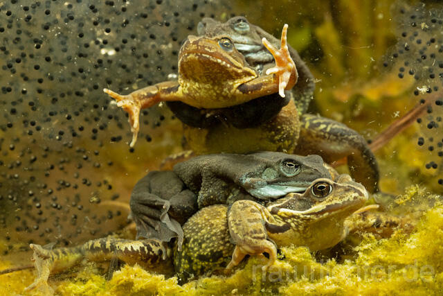 R13315 Grasfrosch, Common frog, Amplexus, Paarung, Mating, Laich, Unterwasseraufnahme - Christoph Robiller