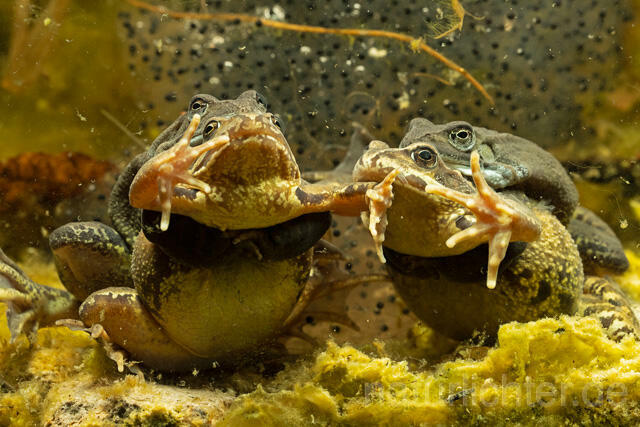R13316 Grasfrosch, Common frog, Amplexus, Paarung, Mating, Laich, Unterwasseraufnahme - C.Robiller/Naturlichter.de