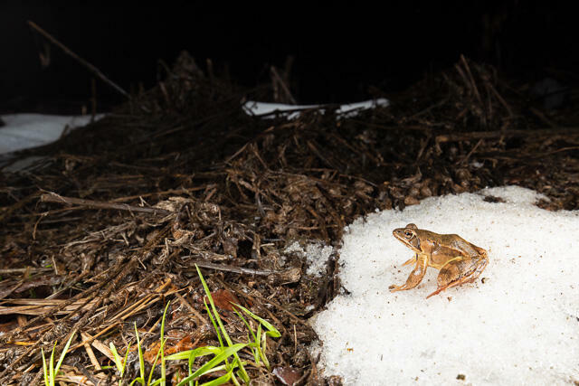 R13317 Springfrosch auf Schnee, Agile frog at snow - C.Robiller/Naturlichter.de