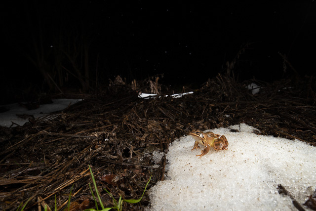 R13318 Springfrosch auf Schnee, Agile frog at snow - Christoph Robiller