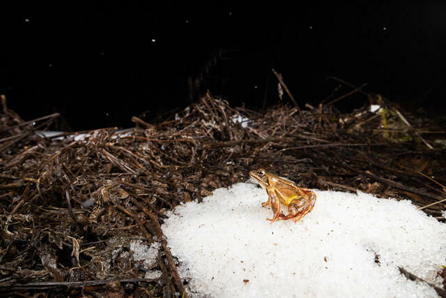 R13320 Springfrosch auf Schnee, Agile frog at snow - C.Robiller/Naturlichter.de
