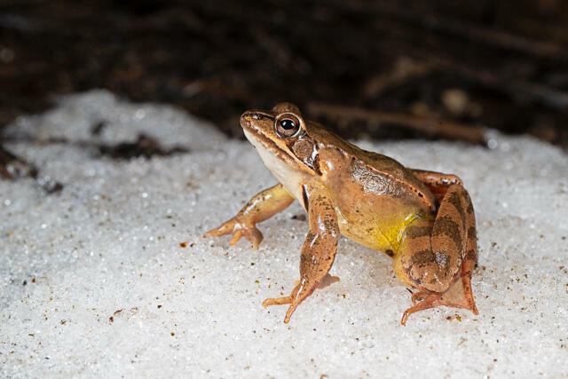 R13322 Springfrosch auf Schnee, Agile frog at snow - C.Robiller/Naturlichter.de