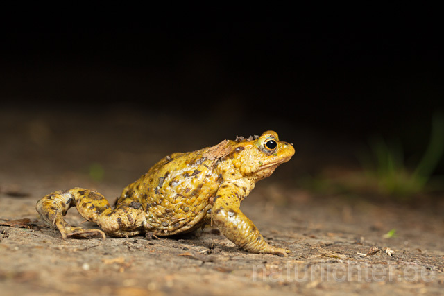 R13325 Erdkröte, Common Toad, Krötenwanderung - Christoph Robiller