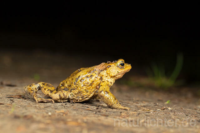 R13326 Erdkröte, Common Toad, Krötenwanderung