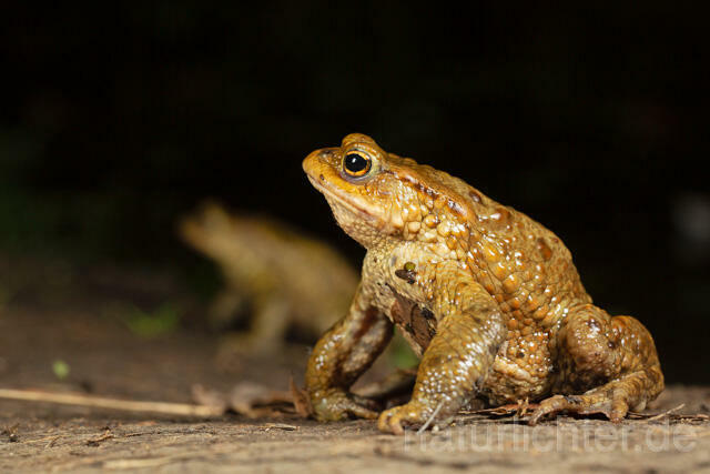 R13327 Erdkröte, Common Toad, Krötenwanderung