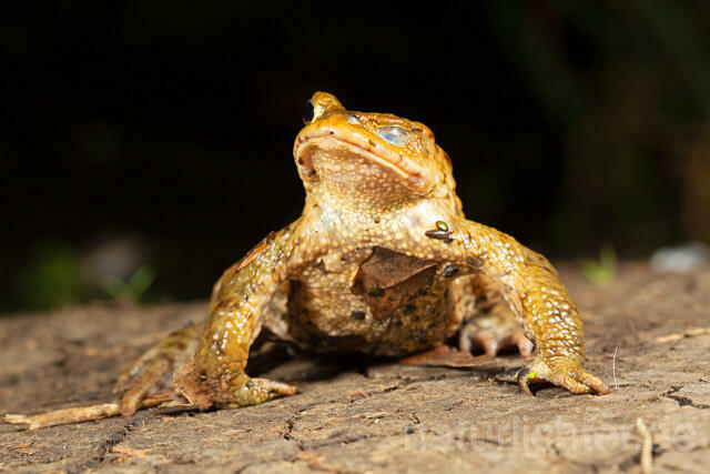 R13329 Erdkröte, Common Toad, Krötenwanderung