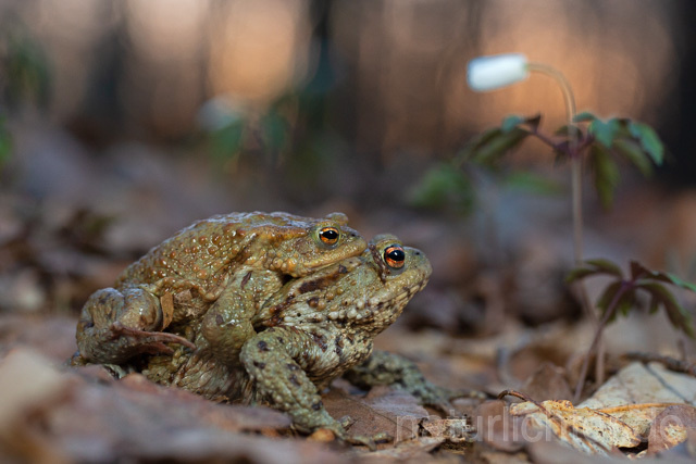 R13334 Erdkröte und Busch-Windröschen, Common Toad, Krötenwanderung - Christoph Robiller