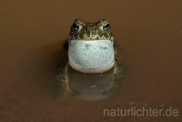 R13364 Wechselkröte, Balz, European Green Toad - C.Robiller/Naturlichter.de