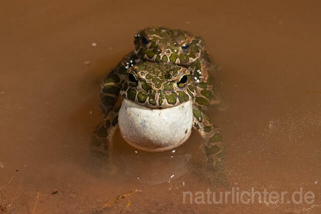 R13378 Wechselkröte, Balz, European Green Toad - C.Robiller/Naturlichter.de