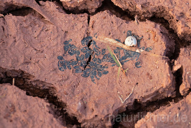 R13336 Kreuzkröte, vertrocknete Larven, Wassermangel, Natterjack Toad, dried up larvae, lack of water - Christoph Robiller