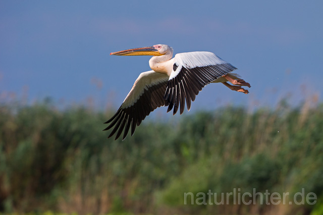 R13390 Rosapelikan im Flug, Great white pelican flying - Christoph Robiller