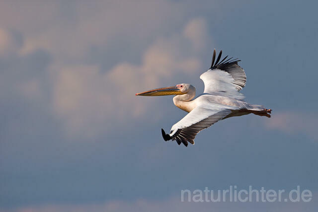 R13391 Rosapelikan im Flug, Great white pelican flying - Christoph Robiller