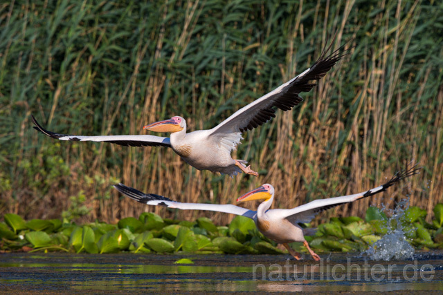 R13392 Rosapelikan im Flug, Great white pelican flying - Christoph Robiller