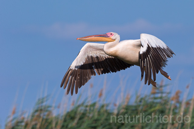 R13393 Rosapelikan im Flug, Great white pelican flying - Christoph Robiller