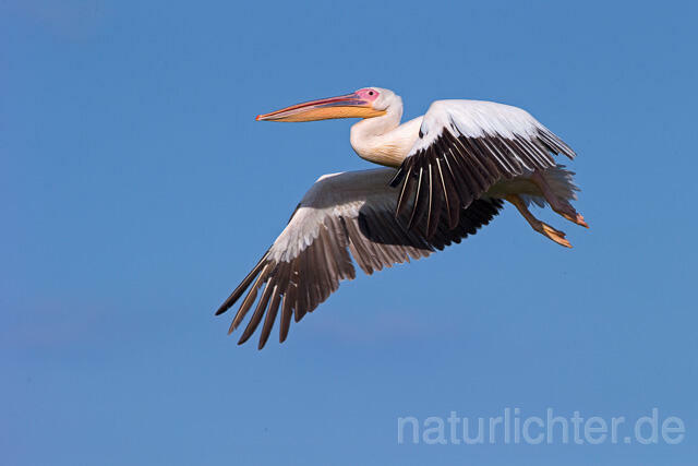 R13394 Rosapelikan im Flug, Great white pelican flying - Christoph Robiller