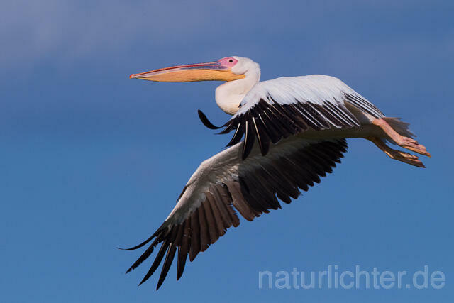 R13395 Rosapelikan im Flug, Great white pelican flying - Christoph Robiller