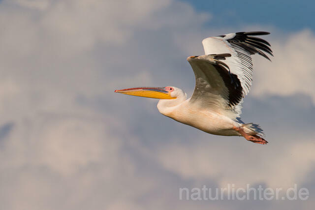 R13396 Rosapelikan im Flug, Great white pelican flying - Christoph Robiller