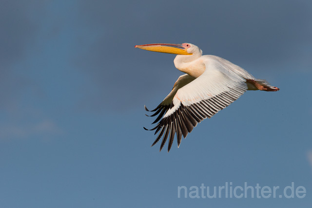 R13397 Rosapelikan im Flug, Great white pelican flying - Christoph Robiller