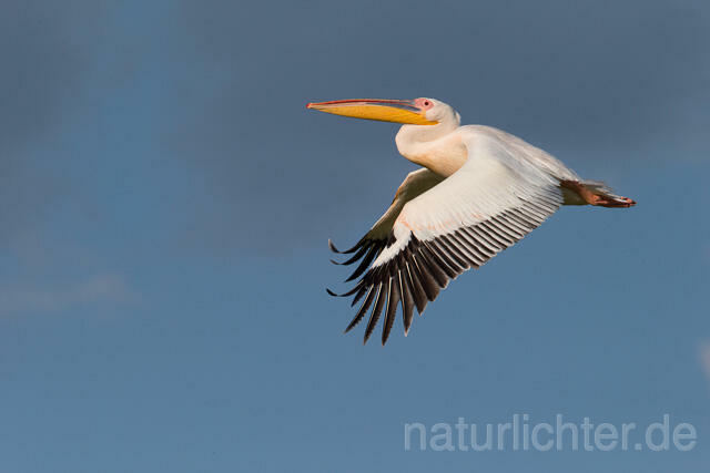 R13397 Rosapelikan im Flug, Great white pelican flying - Christoph Robiller