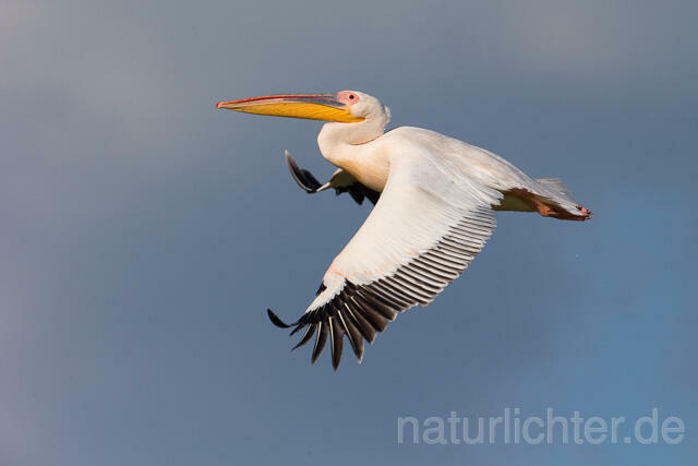 R13398 Rosapelikan im Flug, Great white pelican flying - Christoph Robiller