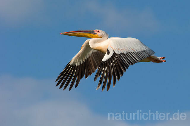 R13399 Rosapelikan im Flug, Great white pelican flying - Christoph Robiller