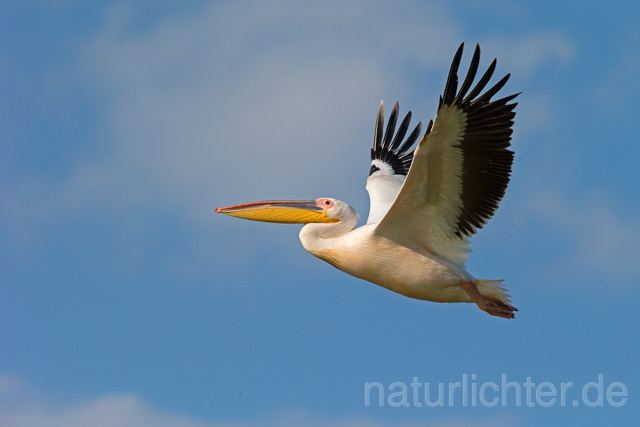 R13400 Rosapelikan im Flug, Great white pelican flying - Christoph Robiller