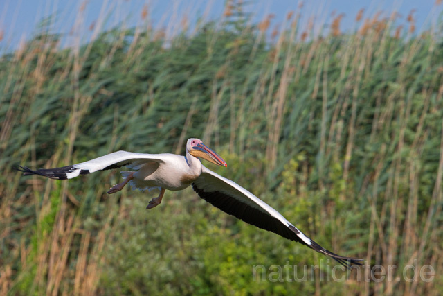 R13401 Rosapelikan im Flug, Great white pelican flying - Christoph Robiller