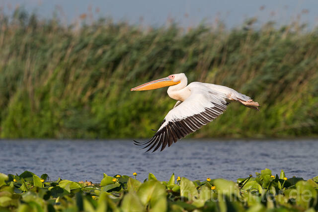 R13402 Rosapelikan im Flug, Great white pelican flying - Christoph Robiller