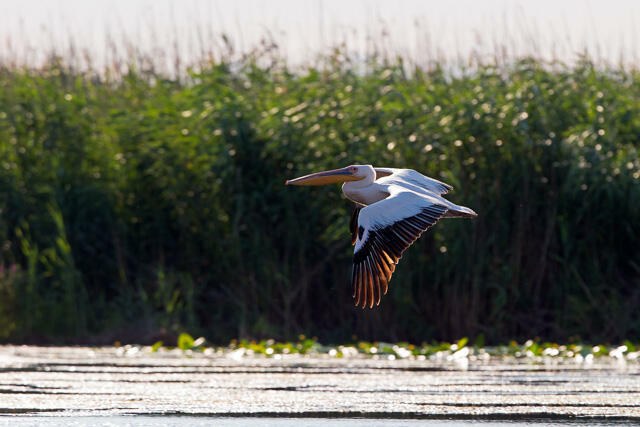 R13403 Rosapelikan im Flug, Great white pelican flying - Christoph Robiller