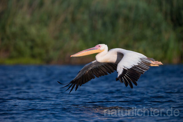 R13404 Rosapelikan im Flug, Great white pelican flying - Christoph Robiller