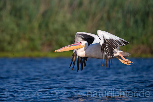 R13405 Rosapelikan im Flug, Great white pelican flying - Christoph Robiller