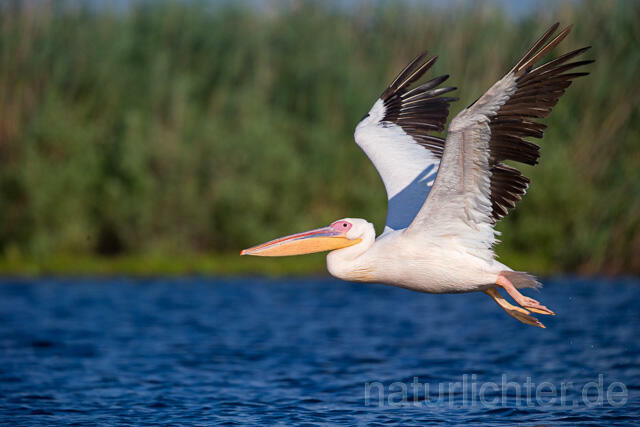 R13406 Rosapelikan im Flug, Great white pelican flying - Christoph Robiller