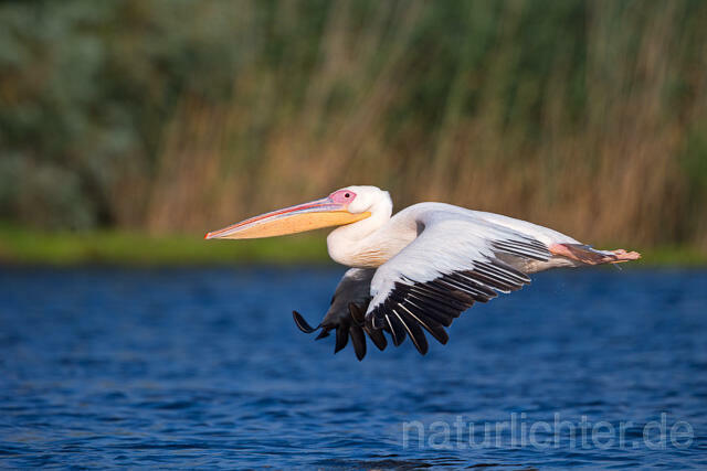 R13407 Rosapelikan im Flug, Great white pelican flying - Christoph Robiller