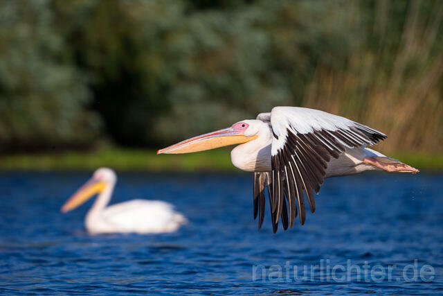 R13408 Rosapelikan im Flug, Great white pelican flying - Christoph Robiller