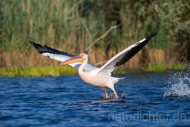 R13409 Rosapelikan im Flug, Great white pelican flying - Christoph Robiller