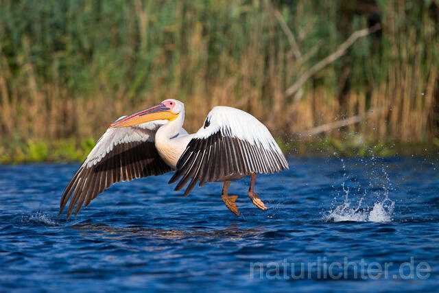 R13410 Rosapelikan im Flug, Great white pelican flying - Christoph Robiller