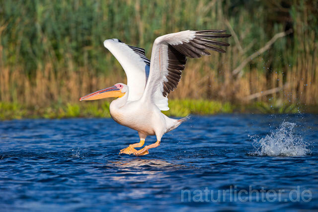 R13411 Rosapelikan im Flug, Great white pelican flying - Christoph Robiller