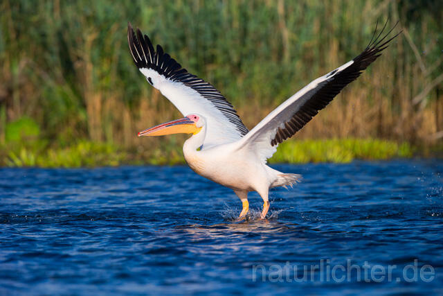 R13412 Rosapelikan im Flug, Great white pelican flying - Christoph Robiller